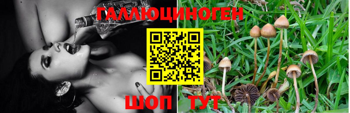 Галлюциногенные грибы GOLDEN TEACHER  Электрогорск  что такое наркотик  Псилоцибиновые грибы мухоморы 